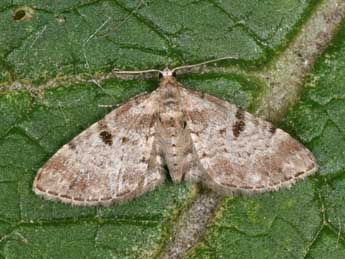 Eupithecia abietaria Gze adulte - �Philippe Mothiron