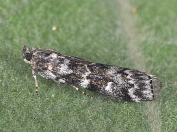 Dioryctria abietella D. & S. adulte - �Philippe Mothiron