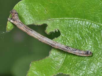  Chenille de Menophra abruptaria Thnbg - �Philippe Mothiron