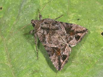 Ctenoplusia accentifera Lefebvre adulte - �Philippe Mothiron