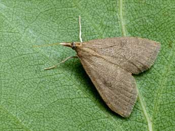 Udea accolalis Z. adulte - �Andrej Makara