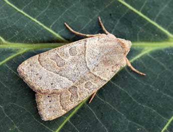 Mesogona acetosellae D. & S. adulte - �Daniel Morel