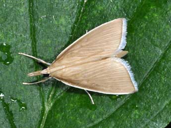 Sclerocona acutella Ev. adulte - �Philippe Mothiron