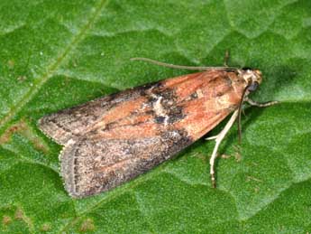 Sciota adelphella Fisch. adulte - �Philippe Mothiron