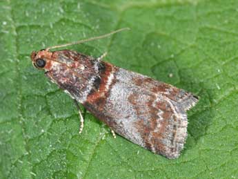 Acrobasis advenella Zck. adulte - �Philippe Mothiron
