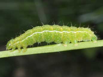  Chenille de Autographa aemula D. & S. - �Wolfgang Wagner, www.pyrgus.de