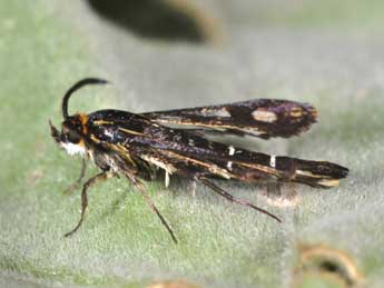 Chamaesphecia aerifrons Z. adulte - �Philippe Mothiron