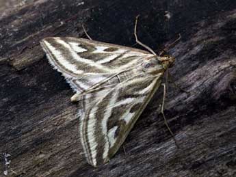 Loxostege aeruginalis Hb. adulte - �Daniel Morel