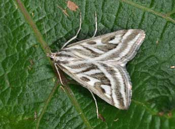 Loxostege aeruginalis Hb. adulte - �Philippe Mothiron