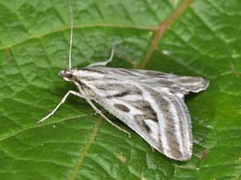 Loxostege aeruginalis Hb. adulte - �Philippe Mothiron