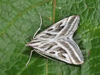 Loxostege aeruginalis Hb. adulte - �Philippe Mothiron