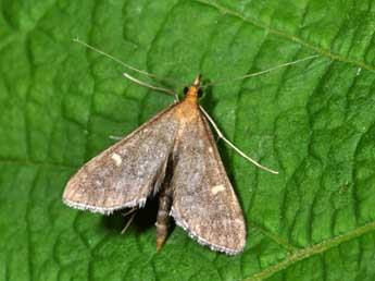 Dolicharthria aetnaealis Dup. adulte - �Philippe Mothiron