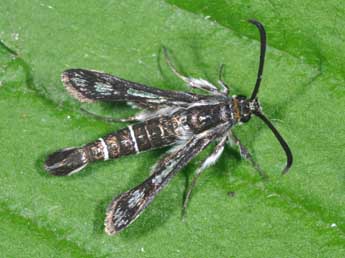 Pyropteron affine Stgr adulte - �Philippe Mothiron