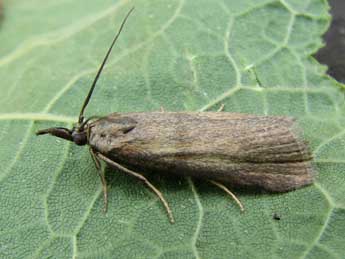 Hypochalcia ahenella D. & S. adulte - �Nicole Lepertel