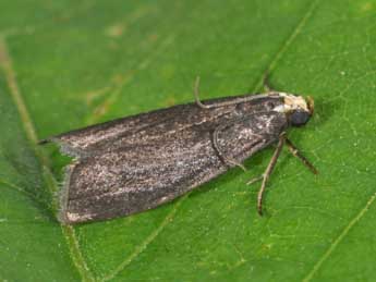 Salebriopsis albicilla H.-S. adulte - �Philippe Mothiron