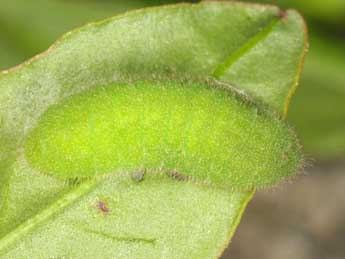  Chenille de Lycaena alciphron Rott. - �Wolfgang Wagner, www.pyrgus.de