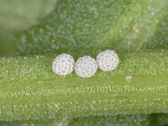  Oeuf de Lycaena alciphron Rott. - �Wolfgang Wagner, www.pyrgus.de