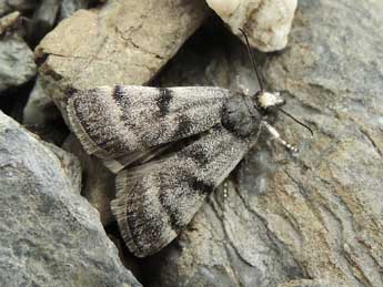 Asarta alpicolella Z. adulte - �Jean-Pierre Lamoline