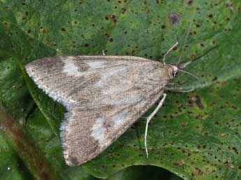 Udea alpinalis D. & S. adulte - �Philippe Mothiron