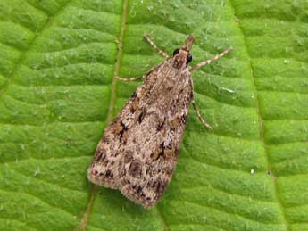 Scoparia ambigualis Tr. adulte - �Nicole Lepertel