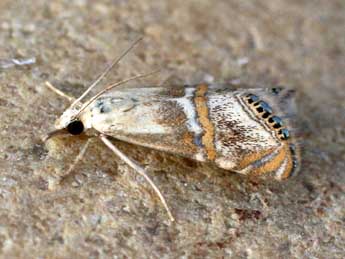 Euchromius anapiellus Z. adulte - �Christophe Germain