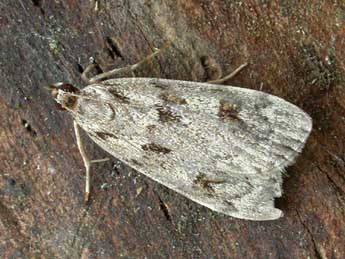 Scoparia ancipitella Lah. adulte - �Patrick Clement