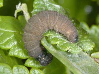  Chenille de Pyrgus andromedae Wallengren - �Wolfgang Wagner, www.pyrgus.de