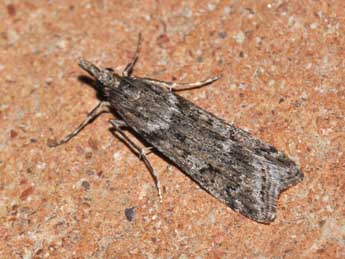 Eudonia angustea Curt. adulte - �Philippe Mothiron