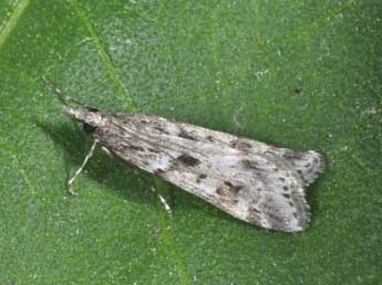 Eudonia angustea Curt. adulte - �Philippe Mothiron