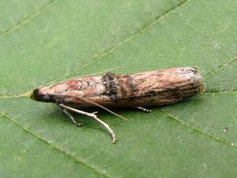 Nephopterix angustella Hb. adulte - �Nicole Lepertel