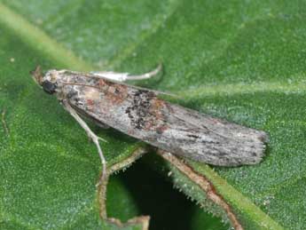 Nephopterix angustella Hb. adulte - �Philippe Mothiron