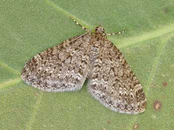 Acasis appensata Ev. adulte - �Lionel Taurand