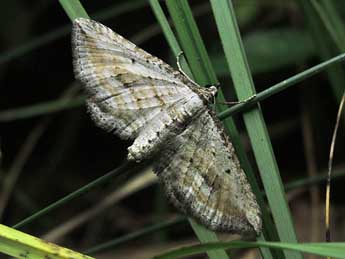 Horisme aquata Hb. adulte - �Luc Dietrich