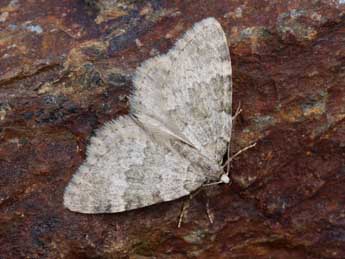 Colostygia aqueata Hb. adulte - �Lionel Taurand