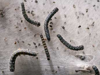  Chenille de Eriogaster arbusculae Frr - �Michel Billard