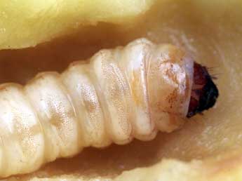  Chenille de Paysandisia archon Burmstr - �Serge Wambeke