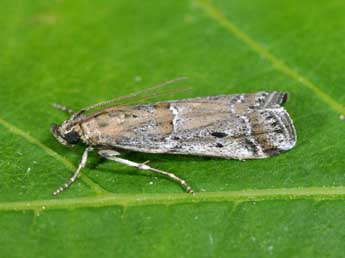 Pempeliella ardosiella Rag. adulte - �Philippe Mothiron