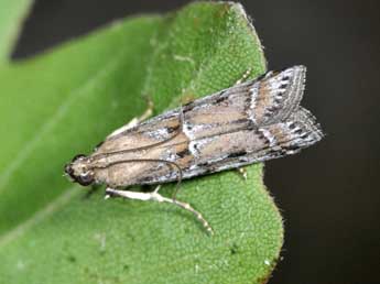 Pempeliella ardosiella Rag. adulte - �Philippe Mothiron