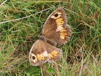 Arethusana arethusa D. & S. adulte - �Jean-Louis Four�s