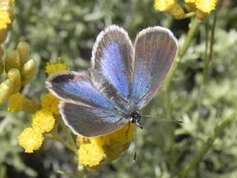 Plebejus argus L. adulte - �Philippe Mothiron