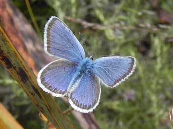 Plebejus argus L. adulte - �Philippe Mothiron