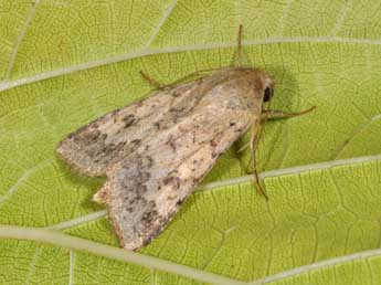 Helicoverpa armigera Hb. adulte - �Philippe Mothiron