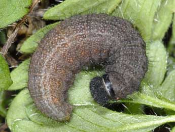  Chenille de Pyrgus armoricanus Obth. - �Wolfgang Wagner, www.pyrgus.de