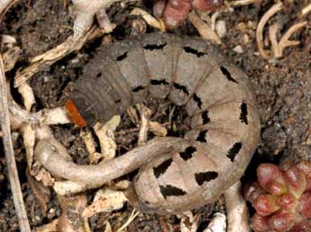  Chenille de Xestia ashworthii Dbld. - �Wolfgang Wagner, www.pyrgus.de