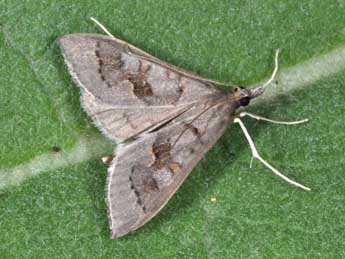 Mecyna asinalis Hb. adulte - �Philippe Mothiron