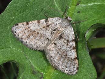 Isturgia assimilaria Rbr adulte - �Philippe Mothiron