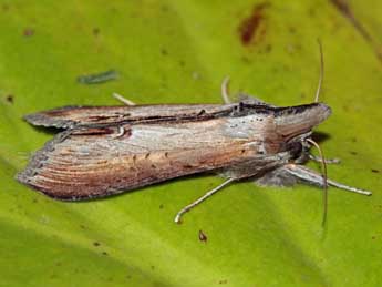 Cucullia asteris D. & S. adulte - �Jean-Paul Coat