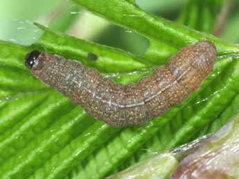  Chenille de Tiliacea aurago D. & S. - �Philippe Mothiron