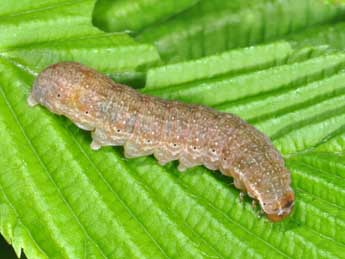  Chenille de Tiliacea aurago D. & S. - �Philippe Mothiron