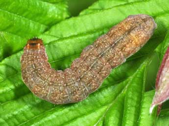  Chenille de Tiliacea aurago D. & S. - �Philippe Mothiron